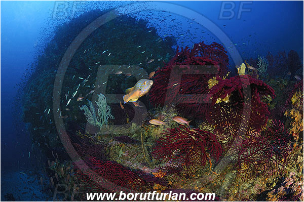 Island Vis, Croatia, Adriatic sea, Mediterranean sea, Paramuricea clavata, Paramuricea, Plexauridae, Mediterranean gorgonian, Sea fan, Coral, Cnidaria, Cnidarian, Reef, Labrus mixtus, Labrus, Labridae, Cuckoo wrasse, Wrasse, Fish, Male