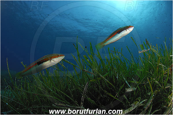 Island Vis, Croatia, Adriatic sea, Mediterranean sea, Reef, Posidonia oceanica, Posidonia, Posidoniaceae, Seagrass, Coris julis, Coris, Labridae, Mediterranean rainbow wrasse, Wrasse, Fish, Male