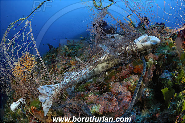 Island Bisevo, Croatia, Adriatic sea, Mediterranean sea, Scyliorhinus stellaris, Scyliorhinus, Scyliorhinidae, Nursehound, Greater spotted catshark, Catshark, Shark, Fish, Dead shark, Dead fish, Fishing net, Reef