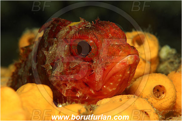 Island Vis, Croatia, Adriatic sea, Mediterranean sea, Scorpaena notata, Scorpaena, Scorpaenidae, Small red scorpionfish, Scorpionfish, Fish, Portrait