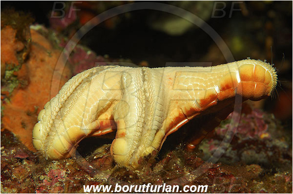 Island Vis, Croatia, Adriatic sea, Mediterranean sea, Peltaster placenta, Peltaster, Goniasteridae, Penta starfish, Strafish, Asteroidea, Echinodermata, Echinoderm, Upside down