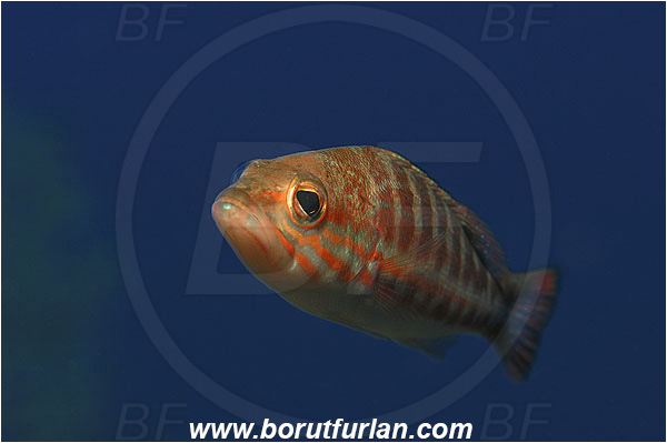 Island Vis, Croatia, Adriatic sea, Mediterranean sea, Serranus cabrilla, Serranus, Serranidae, Comber, Fish