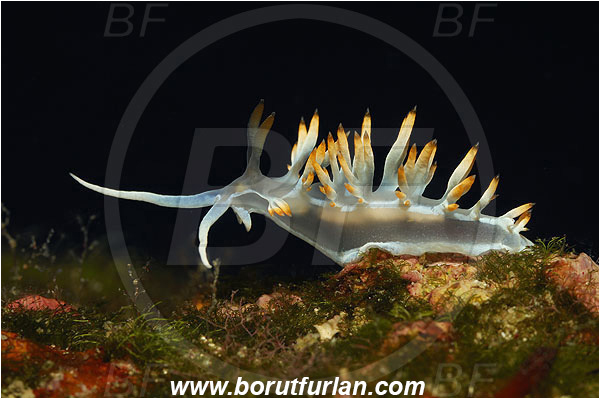 Island Vis, Croatia, Adriatic sea, Mediterranean sea, Luisella babai, Luisella, Samlidae, White flabellina, Nudibranch, Sea slug, Gastropoda, Mollusca