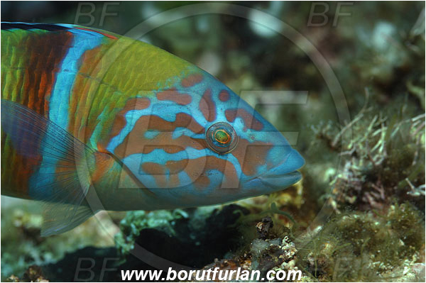 Island Vis, Croatia, Adriatic sea, Mediterranean sea, Thalasoma pavo, Thalasoma, Labridae, Ornate wrasse, Wrasse, Fish, Male, Portrait