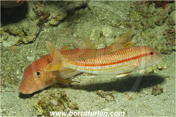 Island Vis, Croatia, Adriatic sea, Mediterranean sea, Mullus surmuletus, Mullus, Mullidae, Striped red mullet, Mullet, Goatfish, Fish