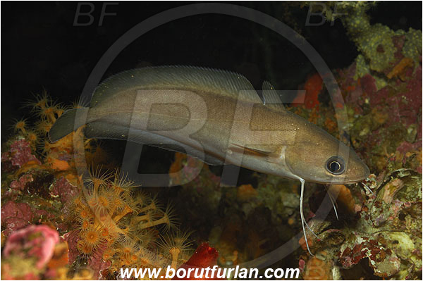 Island Vis, Croatia, Adriatic sea, Mediterranean sea, Phycis phycis, Phycis, Phycidae, Forkbeard, Fish