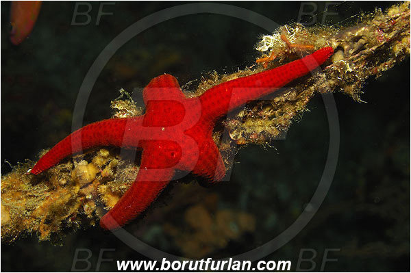 Island Vis, Croatia, Adriatic sea, Mediterranean sea, Hacelia attenuata, Hacelia, Ophidiasteridae, Smooth starfish, Strafish, Asteroidea, Echinodermata, Echinoderm