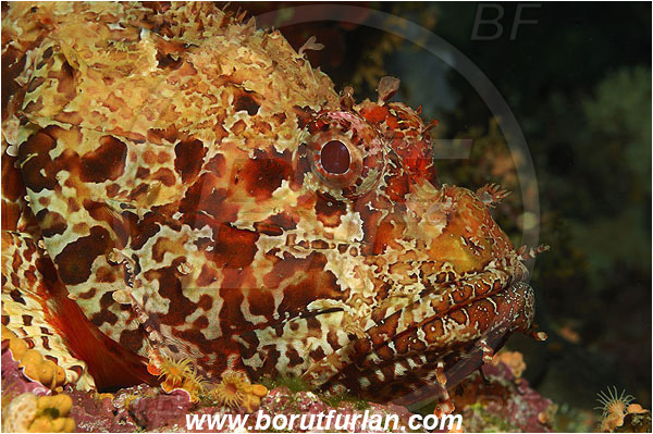 Island Vis, Croatia, Adriatic sea, Mediterranean sea, Scorpaena scrofa, Scorpaena, Scorpaenidae, Great red scorpionfish, Scorpionfish, Fish, Portrait