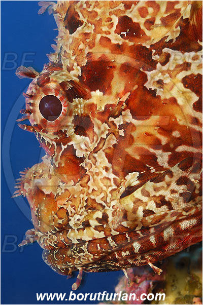 Island Vis, Croatia, Adriatic sea, Mediterranean sea, Scorpaena scrofa, Scorpaena, Scorpaenidae, Great red scorpionfish, Scorpionfish, Fish, Portrait