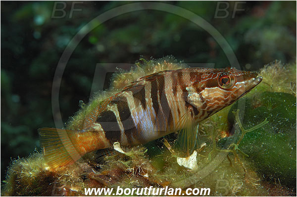 Island Vis, Croatia, Adriatic sea, Mediterranean sea, Serranus scriba, Serranus, Serranidae, Painted comber, Fish