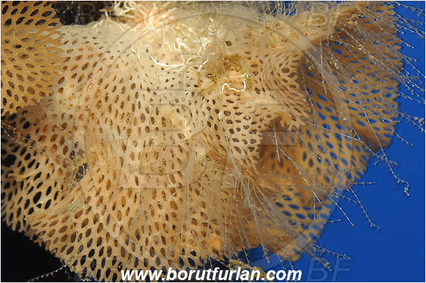 Island Vis, Croatia, Adriatic sea, Mediterranean sea, Reteporella beaniana, Reteporella, Phidoloporidae, Bryozoa, Bryozoan