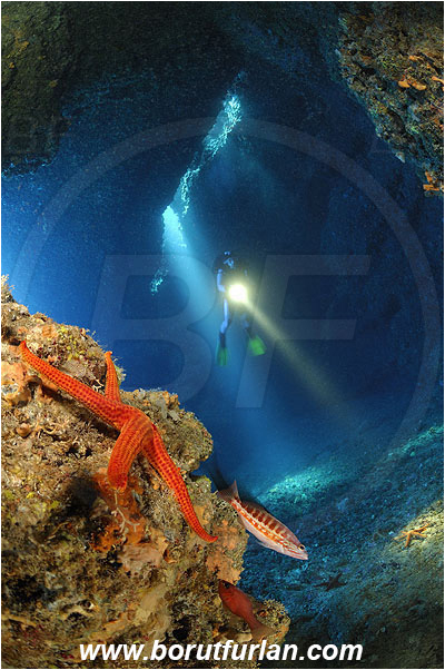Island Vis, Croatia, Adriatic sea, Mediterranean sea, Hacelia attenuata, Hacelia, Ophidiasteridae, Smooth starfish, Strafish, Asteroidea, Echinodermata, Echinoderm, Reef, Cave, Light ray, Diver, Serranus cabrilla, Serranus, Serranidae, Comber, Fish
