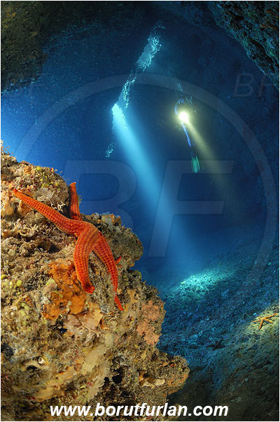 Island Vis, Croatia, Adriatic sea, Mediterranean sea, Hacelia attenuata, Hacelia, Ophidiasteridae, Smooth starfish, Strafish, Asteroidea, Echinodermata, Echinoderm, Reef, Cave, Light ray, Diver