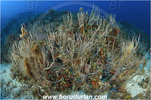 Island Brusnik, Croatia, Adriatic sea, Mediterranean sea, Eunicella singularis, Eunicella, Gorgoniidae, Mediterranean white horny coral, Sea fan, Coral, Cnidaria, Cnidarian, Reef