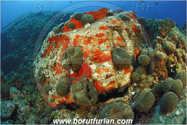 Island Brusnik, Croatia, Adriatic sea, Mediterranean sea, Reef, Rock, Red sponge, Codium bursa, Codium, Codiaceae, Algae, Seaweed