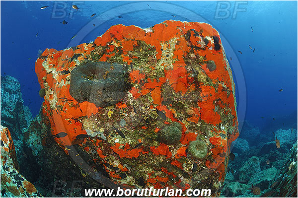 Island Brusnik, Croatia, Adriatic sea, Mediterranean sea, Reef, Rock, Red sponge