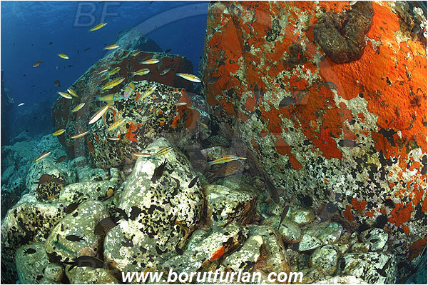 Island Brusnik, Croatia, Adriatic sea, Mediterranean sea, Reef, Rock, Red sponge, Fish school