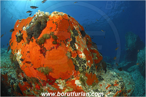 Island Brusnik, Croatia, Adriatic sea, Mediterranean sea, Reef, Rock, Red sponge