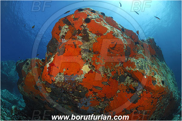 Island Brusnik, Croatia, Adriatic sea, Mediterranean sea, Reef, Rock, Red sponge