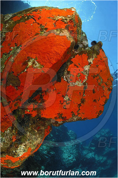Island Brusnik, Croatia, Adriatic sea, Mediterranean sea, Reef, Rock, Red sponge