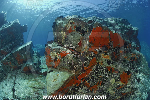 Island Brusnik, Croatia, Adriatic sea, Mediterranean sea, Reef, Rock, Red sponge