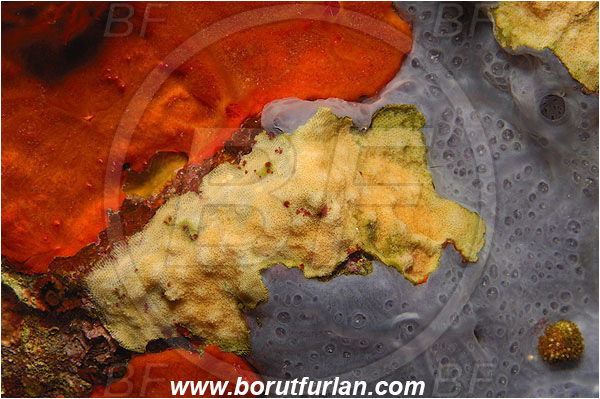 Island Brusnik, Croatia, Adriatic sea, Mediterranean sea, Colourful sponges, Porifera, Schizobrachiella sp., Schizobrachiella, Schizoporellidae, Encrusting bryozoan, Bryozoa, Bryozoan, Abstract