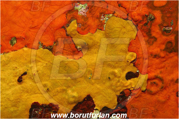 Island Brusnik, Croatia, Adriatic sea, Mediterranean sea, Colourful sponges, Porifera, Abstract