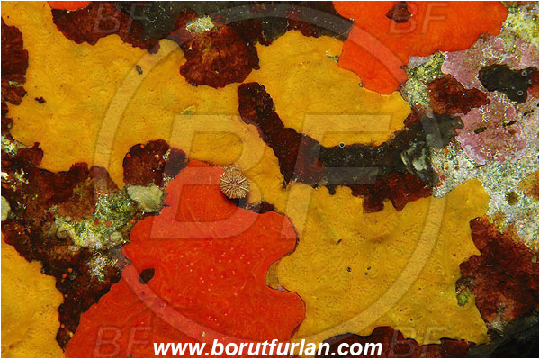 Island Brusnik, Croatia, Adriatic sea, Mediterranean sea, Colourful sponges, Porifera, Abstract