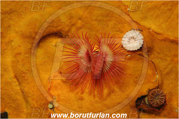 Island Brusnik, Croatia, Adriatic sea, Mediterranean sea, Colourful sponges, Porifera, Serpula vermicularis, Serpula, Serpulidae, Red tube worm, Plume worm, Worm, Polychaeta, Abstract