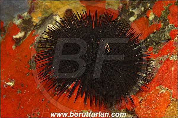 Island Brusnik, Croatia, Adriatic sea, Mediterranean sea, Arbacia lixula, Arbacia, Arbaciidae, Black sea urchin, Sea urchin, Echinoidea, Echinodermata, Echinoderm