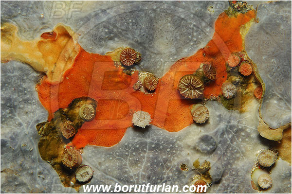Island Brusnik, Croatia, Adriatic sea, Mediterranean sea, Colourful sponges, Porifera, Abstract, Caryophyllia sp., Caryophyllia, Caryophylliidae, Cup coral, Coral, Anthozoa, Cnidaria, Cnidarian