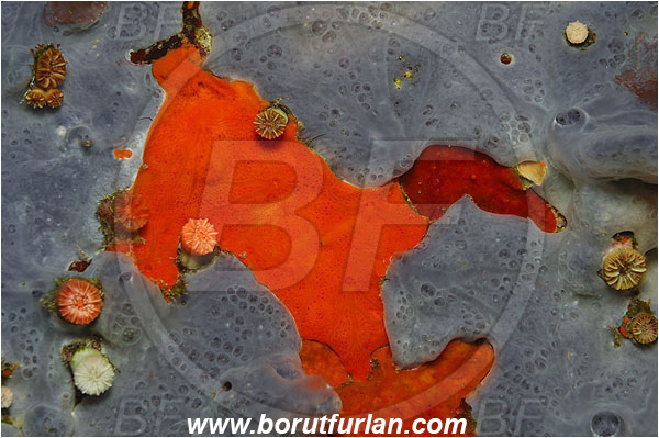 Island Brusnik, Croatia, Adriatic sea, Mediterranean sea, Colourful sponges, Porifera, Abstract