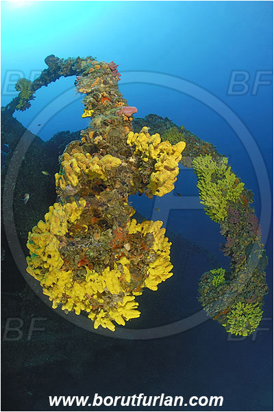 Island Vis, Croatia, Adriatic sea, Mediterranean sea, Wreck Vassilios, Wreck, Vassilios, Mast, Aplysina aerophoba, Aplysina, Aplysinidae, Yellow Tube Sponge, Golden Sponge, Sponge, Porifera