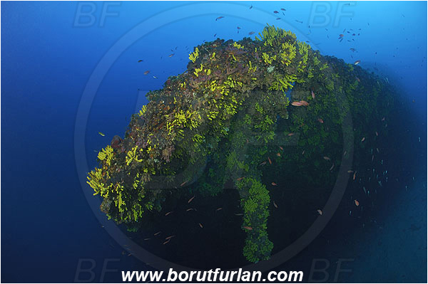 Island Vis, Croatia, Adriatic sea, Mediterranean sea, Wreck Vassilios, Wreck, Vassilios, Stern, Propeller, Aplysina aerophoba, Aplysina, Aplysinidae, Yellow Tube Sponge, Golden Sponge, Sponge, Porifera