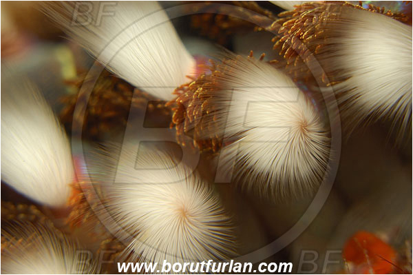 Island Vis, Croatia, Adriatic sea, Mediterranean sea, Hermodice carunculata, Hermodice, Amphinomidae, Bearded fireworm, Fireworm, Worm, Polychaeta, Abstract