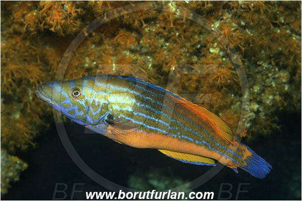 Island Vis, Croatia, Adriatic sea, Mediterranean sea, Labrus mixtus, Labrus, Labridae, Cuckoo wrasse, Wrasse, Fish, Male