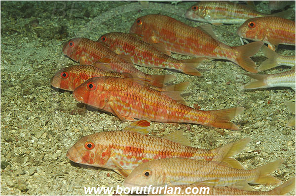 Island Vis, Croatia, Adriatic sea, Mediterranean sea, Mullus surmuletus, Mullus, Mullidae, Striped red mullet, Mullet, Goatfish, Fish