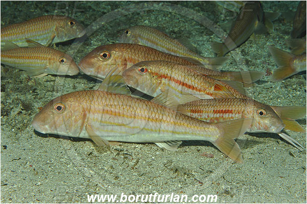 Island Vis, Croatia, Adriatic sea, Mediterranean sea, Mullus surmuletus, Mullus, Mullidae, Striped red mullet, Mullet, Goatfish, Fish