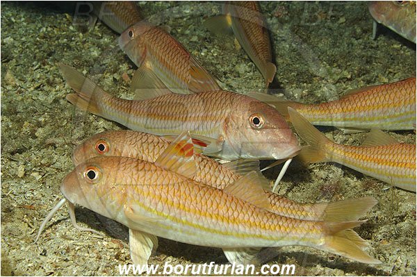 Island Vis, Croatia, Adriatic sea, Mediterranean sea, Mullus surmuletus, Mullus, Mullidae, Striped red mullet, Mullet, Goatfish, Fish