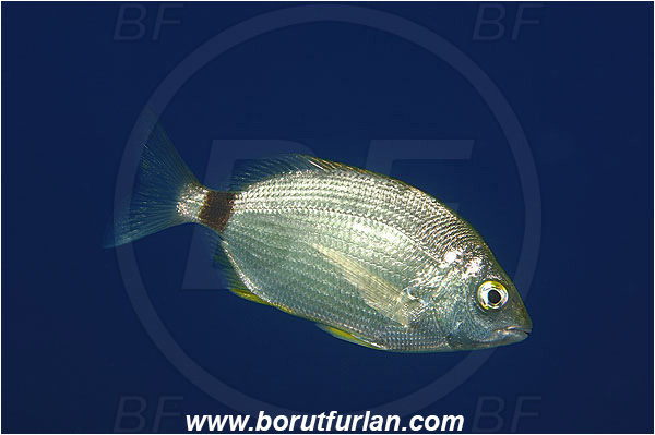 Island Vis, Croatia, Adriatic sea, Mediterranean sea, Diplodus annularis, Diplodus, Sparidae, Annular seabream, Seabream, Fish