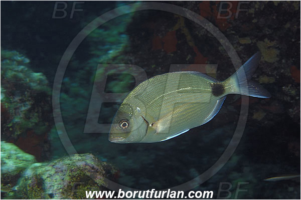 Island Vis, Croatia, Adriatic sea, Mediterranean sea, Diplodus sargus, Diplodus, Sparidae, White seabream, Seabream, Fish