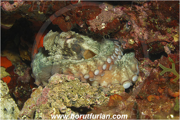 Island Vis, Croatia, Adriatic sea, Mediterranean sea, Octopus vulgaris, Octopus, Octopodidae, Common octopus, Cephalopoda, Mollusca, Mollusc