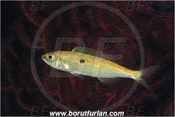 Island Vis, Croatia, Adriatic sea, Mediterranean sea, Spicara smaris, Spicara, Centracanthidae, Picarel, Fish