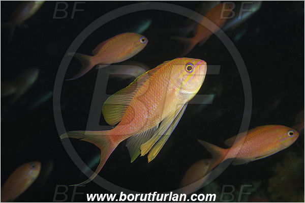 Island Vis, Croatia, Adriatic sea, Mediterranean sea, Anthias anthias, Anthias, Serranidae, Swallowtail seaperch, Seaperch, Fish, Fish school