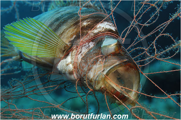 Island Vis, Croatia, Adriatic sea, Mediterranean sea, Serranus scriba, Serranus, Serranidae, Painted comber, Fish, Dead fish, Fishing net