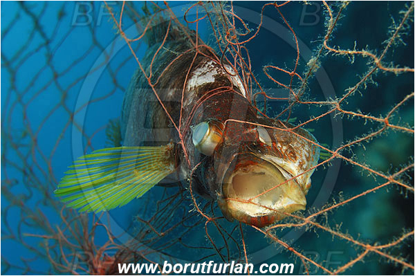 Island Vis, Croatia, Adriatic sea, Mediterranean sea, Serranus scriba, Serranus, Serranidae, Painted comber, Fish, Dead fish, Fishing net
