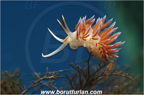 Island Vis, Croatia, Adriatic sea, Mediterranean sea, Cratena peregrina, Cratena, Facelinidae, Tricolor nudibranch, Nudibranch, Sea slug, Gastropoda, Mollusca