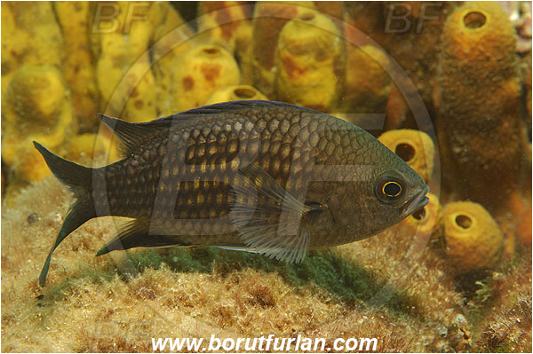 Piran, Slovenia, Adriatic sea, Mediterranean sea, Chromis chromis, Chromis, Pomacentridae, Mediterranean damselfish, Damselfish, Fish