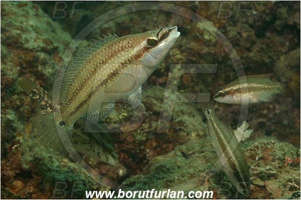 Piran, Slovenia, Adriatic sea, Mediterranean sea, Symphodus tinca, Symphodus, Labridae, East Atlantic peacock wrasse, Female, Wrasse, Fish
