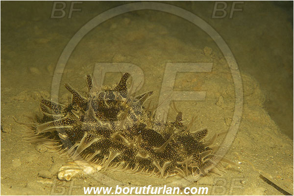 Strunjan, Slovenia, Adriatic sea, Mediterranean sea, Bursatella leachi, Bursatella, Aplysiidae, Shaggy sea hare, Ragged sea hare, Sea hare, Nudibranch, Sea slug, Gastropoda, Mollusca